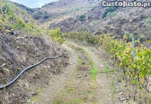 imagem_7