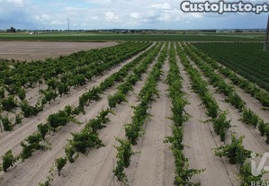 Terreno Agrícola em Benfica do Ribatejo