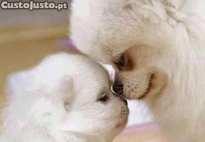 imagem_1