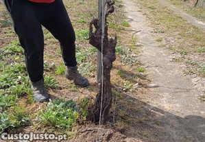 imagem_8