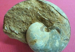 Amonite perisphinctes sp. fóssil 9x6,5x5cm