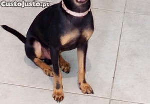 imagem_1