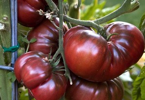 Sementes tomate xuxa comprido e outros mais