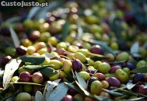 Azeite de Produtor em Bragança