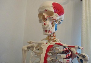 Esqueleto de Musculos e ossos - Tamanho Real- estudo saude e medicina