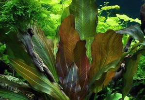 Echinodorus Reni - plantas aquário fáceis