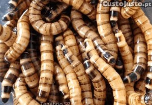 Alimento Vivo