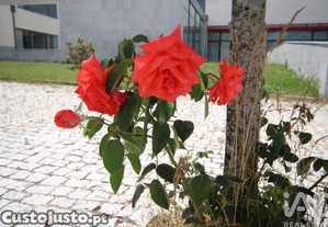 imagem_13