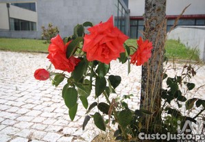 imagem_14