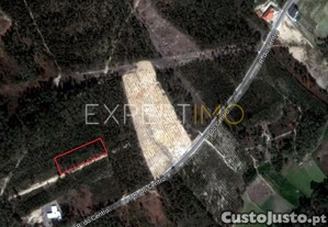 Terreno com plantao de eucaliptos e pinheiros