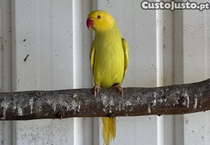 imagem_1