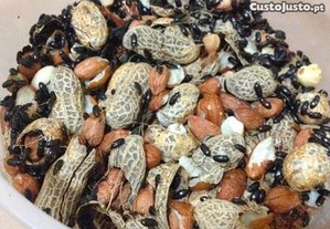 Tenébrios do amendoim - alimento vivo para peixes e outros