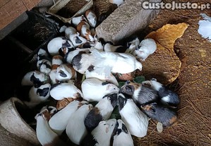 imagem_2