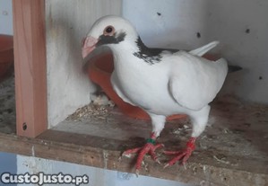 imagem_1