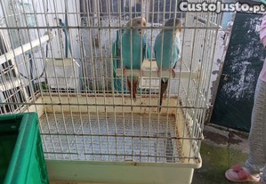 imagem_2