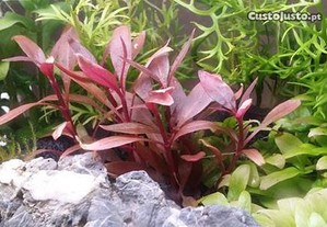 Alternanthera Reineckii - plantas fáceis aquário