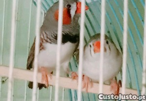 Quero mandarins