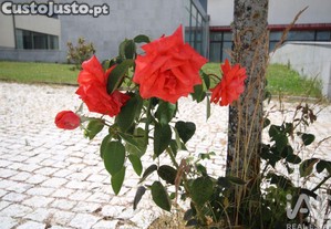 imagem_17