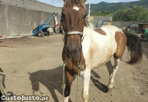 Cavalo capado