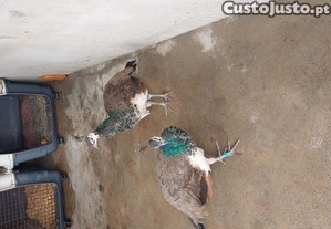imagem_1