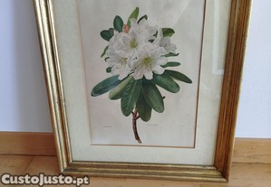 Quadro Antigo com belíssima Gravura