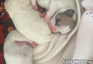 imagem_1