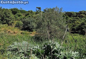 imagem_36