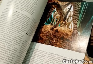 imagem_5