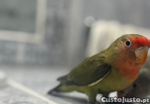 imagem_1