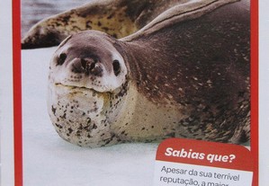 imagem_8
