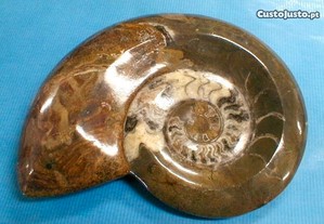 Amonite polida fóssil 19x17x4cm