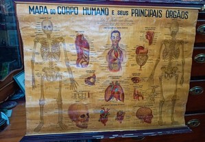 Mapa Corpo Humano Principais Orgãos