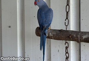 imagem_1