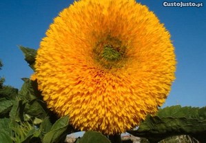 imagem_7
