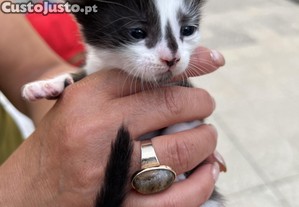 Gatos a dar