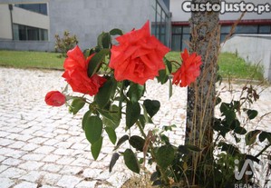 imagem_15