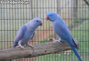 imagem_1