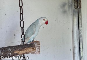 imagem_1