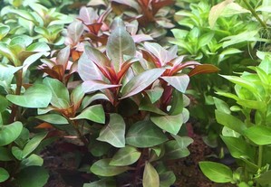 Ludwigia Glandulosa - plantas fáceis aquário