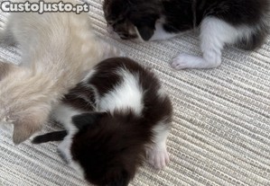 Gatos a dar