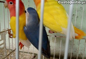 imagem_1