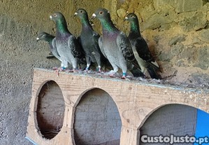 imagem_1