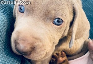 Weimaraner cachorros