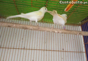 imagem_1