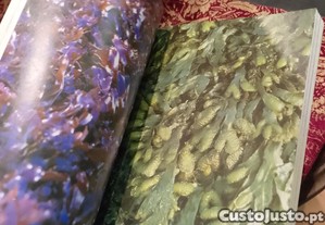 imagem_7