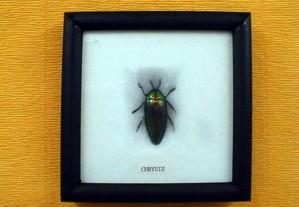 Quadro com escaravelho 12x12cm