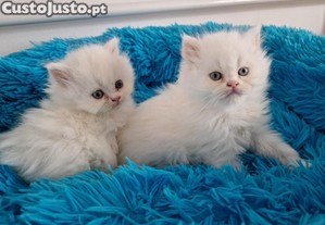 imagem_2