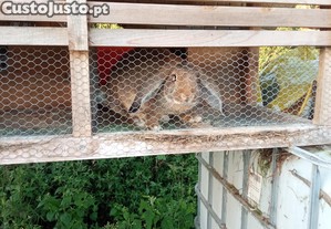 imagem_4