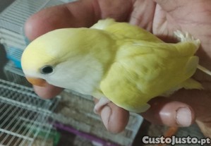 imagem_3