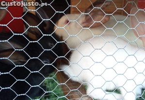imagem_7